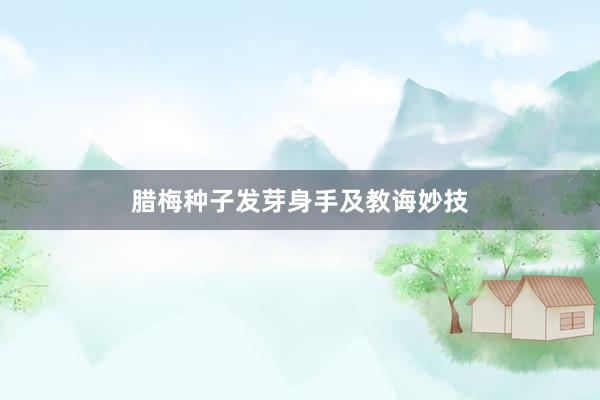 腊梅种子发芽身手及教诲妙技